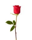 Red rose isolated on white background