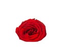 Red rose isolated on white background