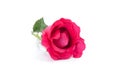 Red rose isolated on white background