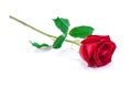 Red rose isolated on white background