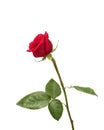 Red rose