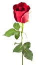 Red rose isolated