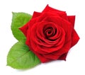 Red rose isolated