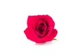 Red rose