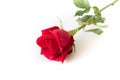 Red rose isolated white background. Royalty Free Stock Photo