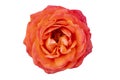 beautiful delicate red rose on white background Royalty Free Stock Photo