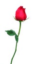 Red rose isolated on white background.