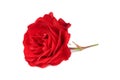 Red Rose Isolated on White Background Royalty Free Stock Photo