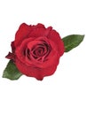 Red rose isolated on white background birthday, dating Royalty Free Stock Photo