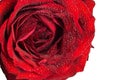 Red rose