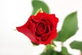 Red rose isolated white background Royalty Free Stock Photo