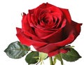 Single red rose isolated on white background Royalty Free Stock Photo