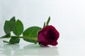 Red rose isolated white,In the dark days of love,copy Space Royalty Free Stock Photo