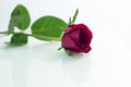 Red rose isolated white,In the dark days of love,copy Space Royalty Free Stock Photo