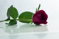 Red rose isolated white,In the dark days of love,copy Space Royalty Free Stock Photo