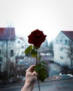 A red rose isolited by the white background on a foggy day.