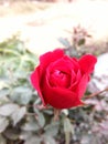 Red Rose Royalty Free Stock Photo