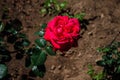 Red rose Royalty Free Stock Photo