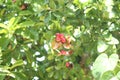 Red rose jameson fruit Carissa carandas Royalty Free Stock Photo