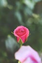 Red rose fresh center green background Royalty Free Stock Photo