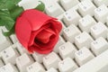 Red rose and keyboard