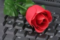 Red rose and keyboard Royalty Free Stock Photo