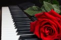 Red rose on keyboard of the digital piano on black background Royalty Free Stock Photo