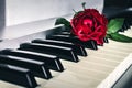 Red rose on keyboard of the digital piano Royalty Free Stock Photo