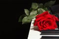 Red rose on keyboard of the electronic piano on black background Royalty Free Stock Photo