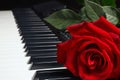 Red rose on keyboard of the electronic synth on black background