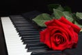 Red rose on keyboard of the synth on black background