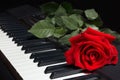 Red rose on the keys of the digital piano on black background Royalty Free Stock Photo