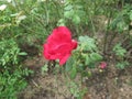 A Red rose kissed by rain Royalty Free Stock Photo