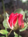 Symbol Of love - Red Rose Royalty Free Stock Photo