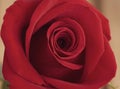 Red rose with layers of rose petals Royalty Free Stock Photo