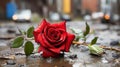 a red rose laying on the ground in the rain