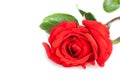 Red rose with leafs on white background with space for text, valentine day and love concept Royalty Free Stock Photo