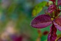 Red rose leaves bush cropped in front of blurry green background. winter and foggy concept Royalty Free Stock Photo