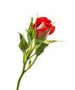 Red rose with leaves and rose buds, Blooming rose isolated on white background, with clipping path Royalty Free Stock Photo