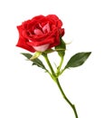 Red rose with leaves and rose buds, Blooming rose isolated on white background, with clipping path Royalty Free Stock Photo