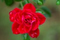 Red rose and leaves of a rosebush with rain drops in a close up view Royalty Free Stock Photo