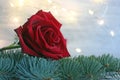 A red rose lies on a green spruce branch on a light background with blurred lights Royalty Free Stock Photo