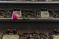 .Red rose lies on the rails on the train tracks