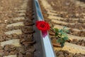 .Red rose lies on the rails on the train tracks