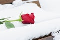 A red rose lies in snow on the bench. Close-up. Valentine`s day concept Royalty Free Stock Photo