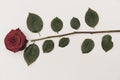 Red rose that lies on a white base and is surrounded by green leaves and the cliff Royalty Free Stock Photo