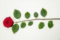 Red rose that lies on a white base and is surrounded by green leaves and the cliff Royalty Free Stock Photo