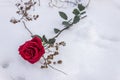 A red rose lies on white snow among dry branches in the winter during a wedding Royalty Free Stock Photo