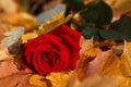 Red rose on yellow leaves Royalty Free Stock Photo