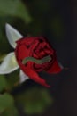 Red rose. Royalty Free Stock Photo